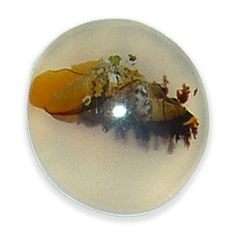 Dentritic Agate 2
